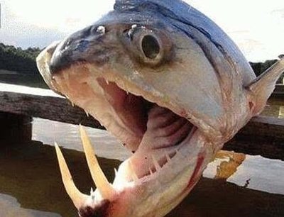世界上最恐怖的鱼，见到了就避开（能吓坏人）
