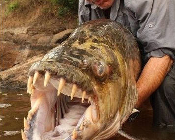世界上最恐怖的鱼，见到了就避开（能吓坏人）