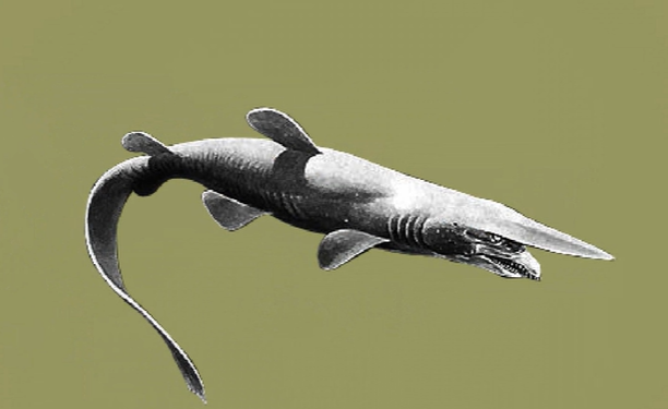 世界上最稀有的鲨鱼，独特的外形（圆柱状）