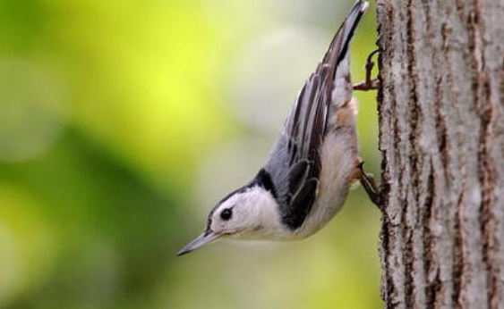 世界上唯一能头向下爬树的鸟，体长只有15.5厘米