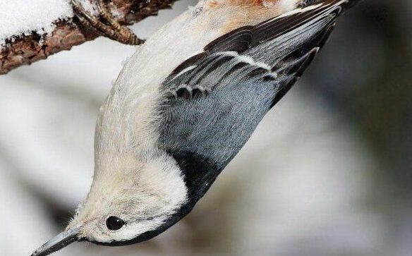世界上唯一能头向下爬树的鸟，体长只有15.5厘米