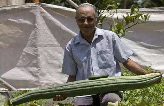 世界上最长的黄瓜，长度达到了1.19米