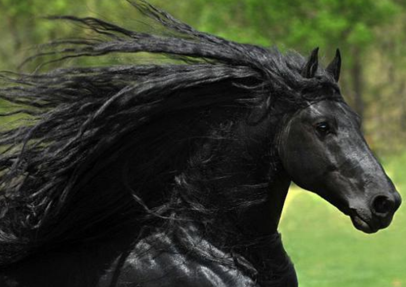 世界上最漂亮的黑马，英俊潇洒（网红）