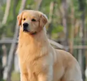 世界上最漂亮的金毛犬，智商高（帅气）