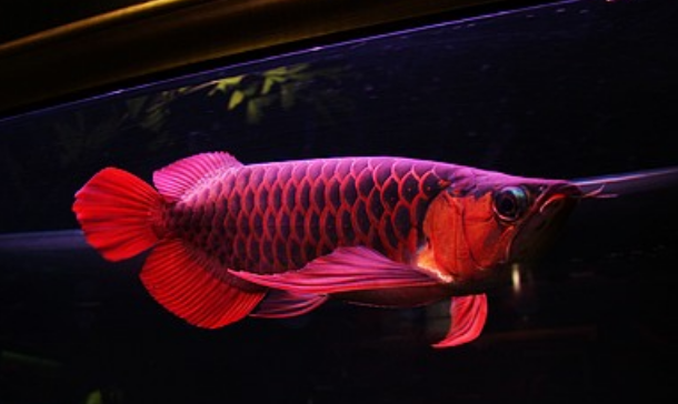 世界上最值钱的鱼，鲜艳夺目（血红色）