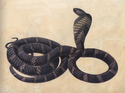 世界上最危险的蛇类，极具危险性（毒性极强）