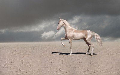 世界上最漂亮的马，是否想骑上它（外观价值）