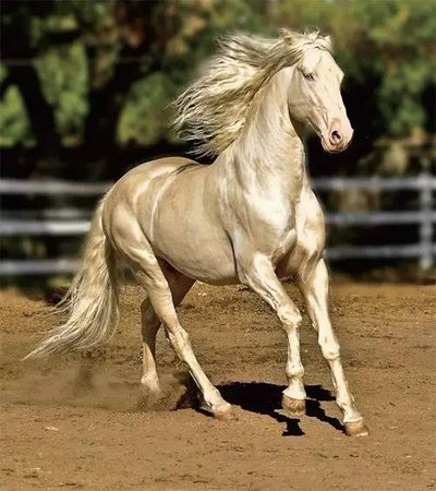 世界上最漂亮的马，是否想骑上它（外观价值）