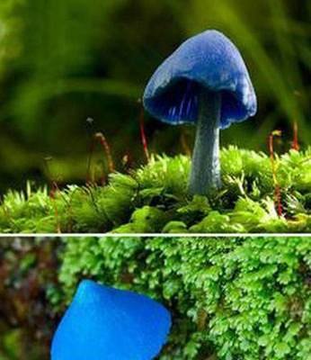 世界上最漂亮的蘑菇，难以置信的美丽（能否食用）