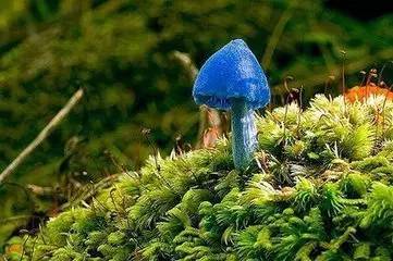 世界上最漂亮的蘑菇，难以置信的美丽（能否食用）