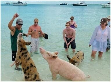 世界上最幸福的猪，猪岛原著主子（有一猪岛）