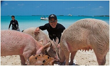 世界上最幸福的猪，猪岛原著主子（有一猪岛）