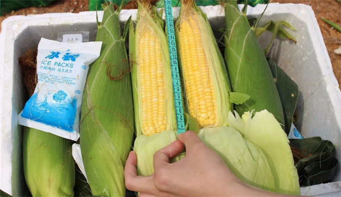 一根玉米能卖六块 农民能有多少利润（玉米售卖）