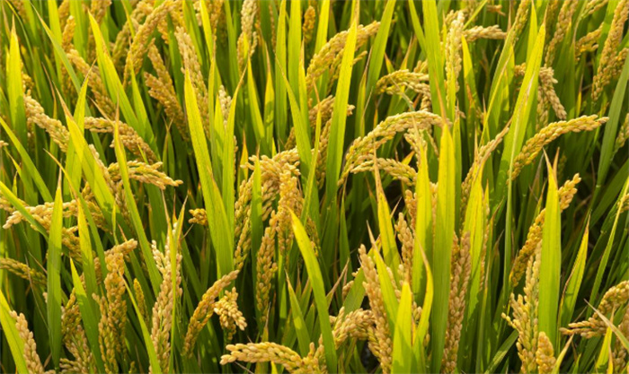 杂交水稻那么高产量 为啥农民喜欢普通水稻（水稻种植）