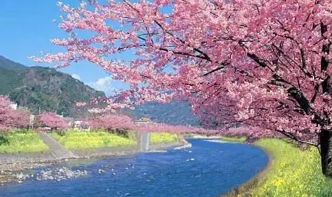 2023全国赏樱地图出炉 樱花贯穿整个春天