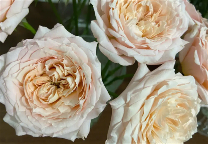世界上最贵的玫瑰花 价值高达2700多万元(朱丽叶玫瑰)