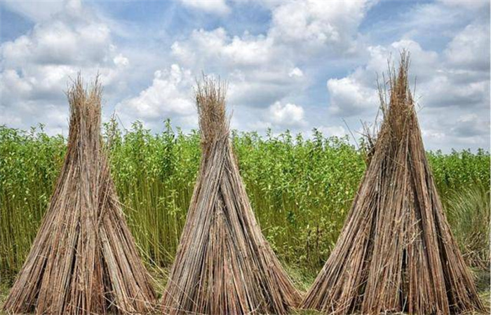 黄麻在中国是杂草 为啥在印度受到欢迎（黄麻种植）
