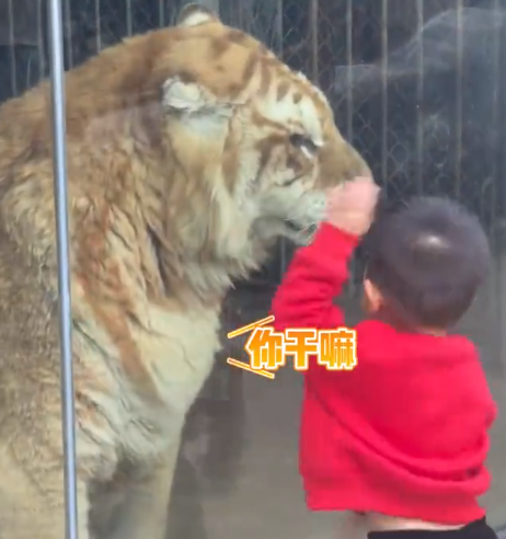 男孩和老虎隔着玻璃练拳击（人类幼崽）
