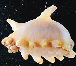 海猪图片，在海里生存近乎透明的奇怪小猪（渤海河神）