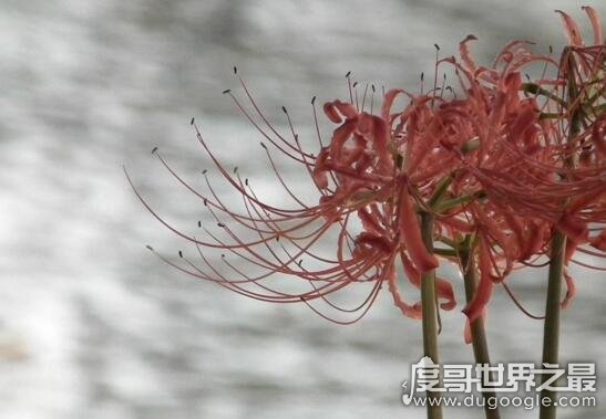 凄美彼岸花的传说，冥界唯一的花(永生永世不能相见)