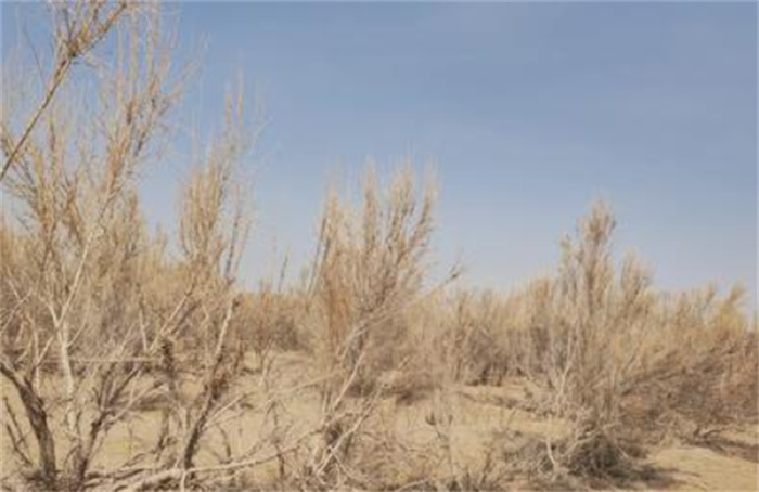 女子沙漠种树16年让县城免于消失 天天都过植树节