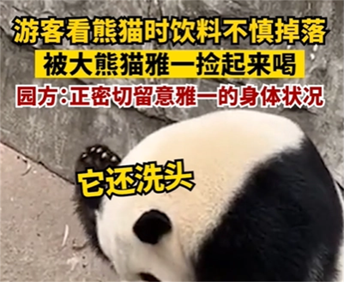游客饮料不慎掉落 大熊猫捡起来就喝（动物园管理）