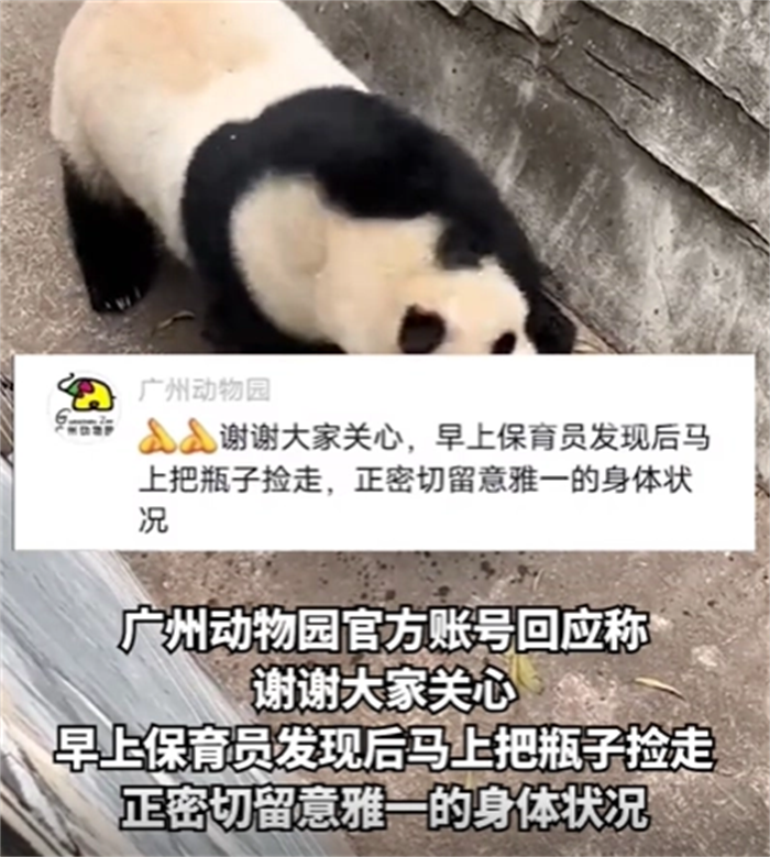 游客饮料不慎掉落 大熊猫捡起来就喝（动物园管理）
