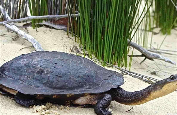 世界上脖子最长的乌龟 巨蛇颈龟(超过50厘米)