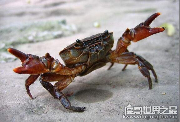 中国第一个吃螃蟹的人，竟然是汉武帝(吃的还是海蟹)