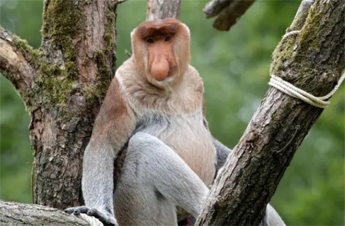 世界上鼻子最长的猴子 鼻子长度达8厘米(长鼻猴)