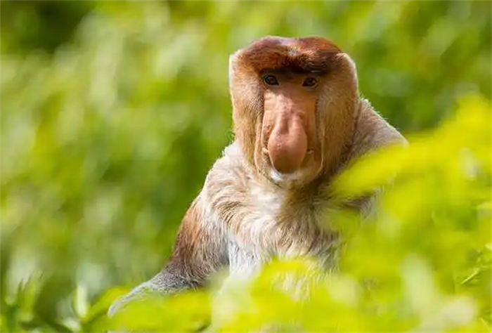 世界上鼻子最长的猴子 鼻子长度达8厘米(长鼻猴)