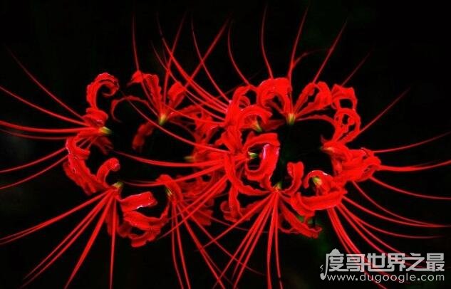彼岸花的花语是什么，中国的花语是优美纯洁(各国花语都不同)