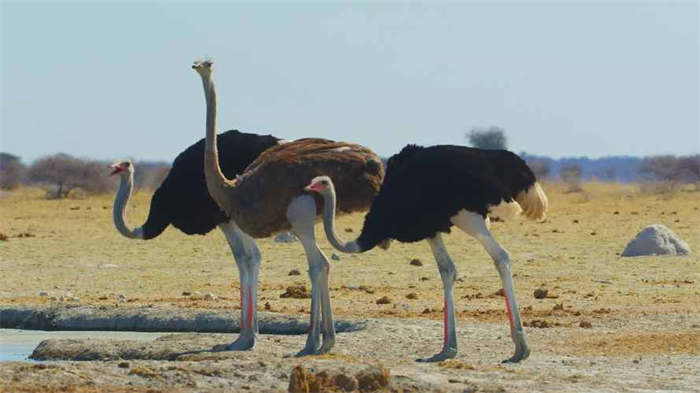 世界上最大的鸟 身高达到2.5米(非洲鸵鸟)