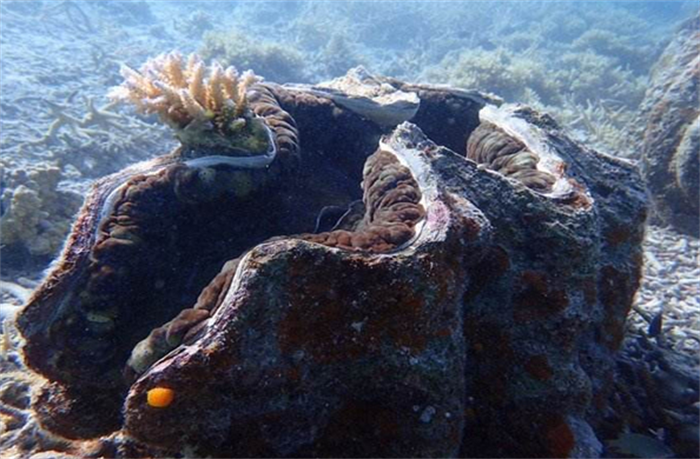 世界上体型最大的双壳动物 长达1.2米左右(巨蛤)