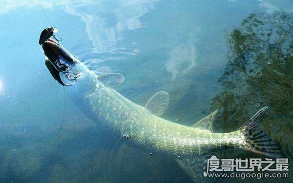 体长可达38米，历史上体型最大的动物（新西兰大龙鱼）