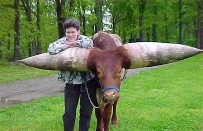 世界上最大的牛角 曾有人出价180万 (重达180斤)