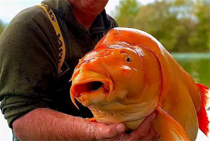 世界上最大的金鱼 光是长就超过了1米 (30斤重)