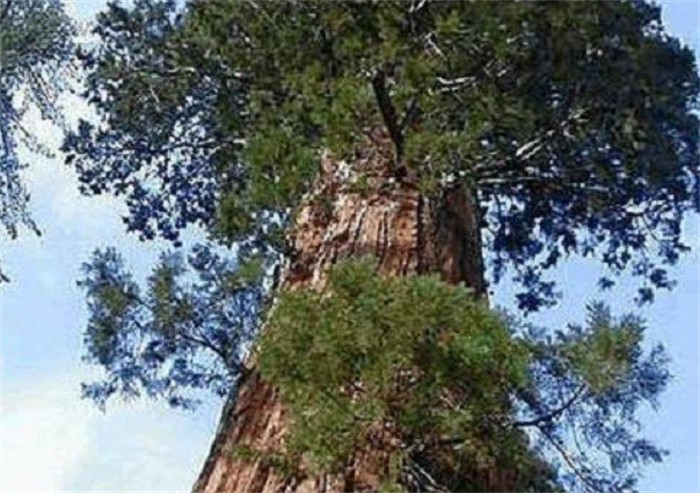 世界上生长最快的树 一年能长5米左右(轻木)