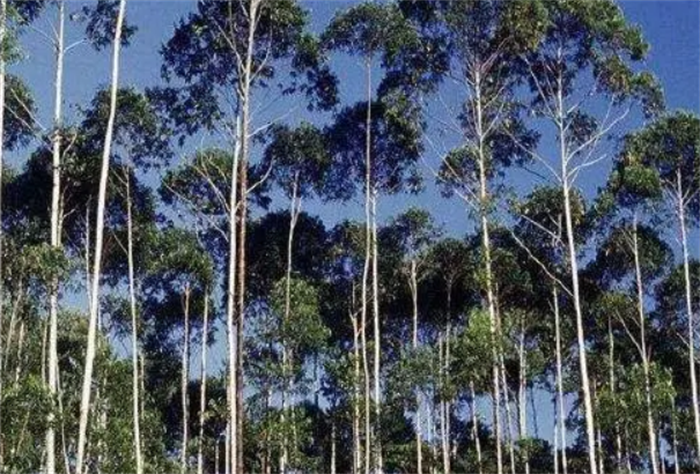 世界上生长最快的树 一年能长5米左右(轻木)