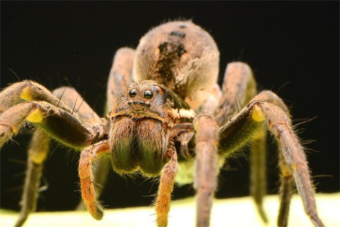 世界上最大的蜘蛛 和拳头大小差不多(长了8个眼睛)