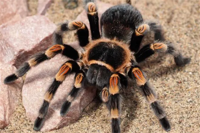 世界上最大的蜘蛛 和拳头大小差不多(长了8个眼睛)