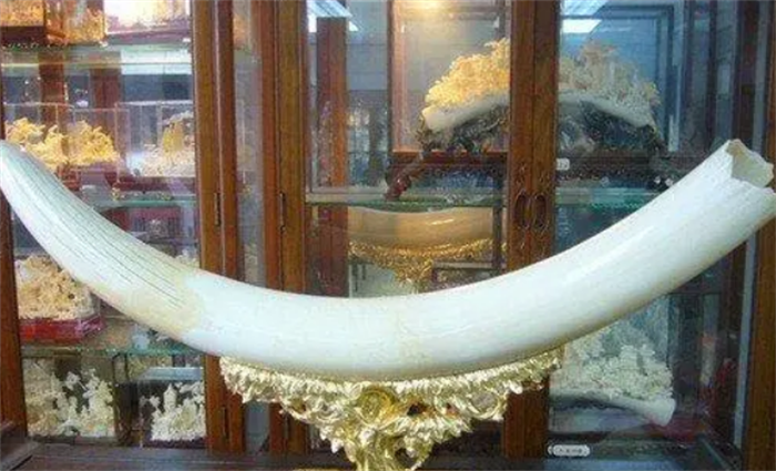 世界上最大的象牙 距今已有120年的历史(108.86公斤)