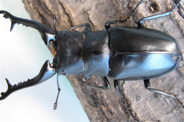 世界上最大的锹甲虫 长颈鹿锯锹(长12.3厘米)