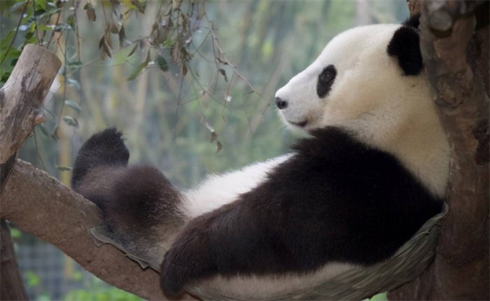 要是熊猫数量暴增 能不能当宠物（熊猫宠物）