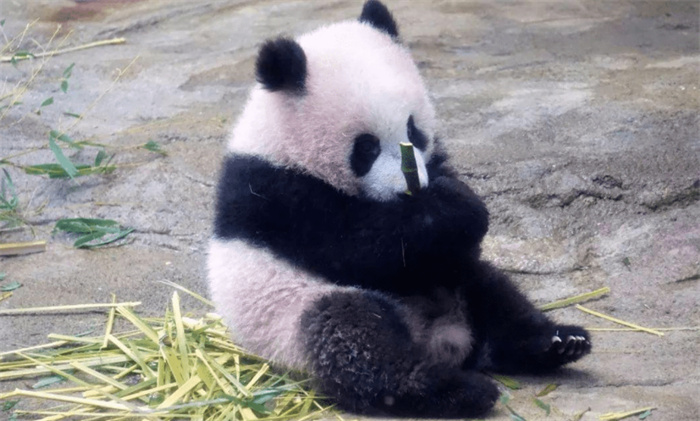 要是熊猫数量暴增 能不能当宠物（熊猫宠物）