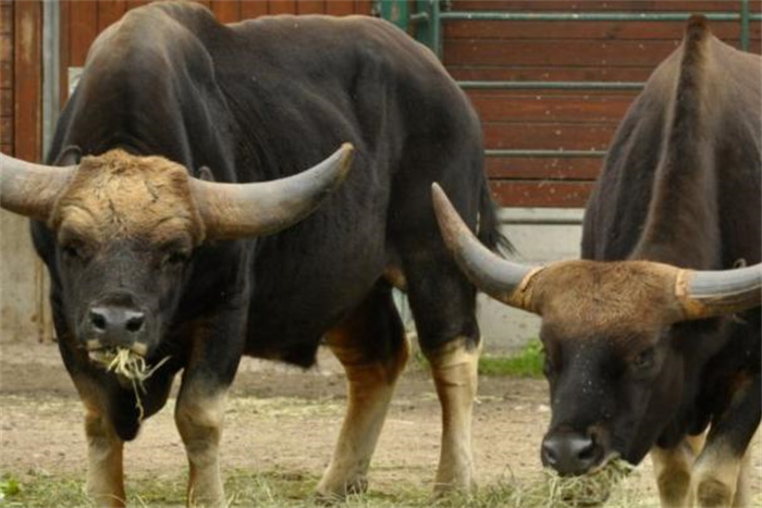 世界上最重的牛重达2450斤 相当于三头黄牛(白肢野牛)