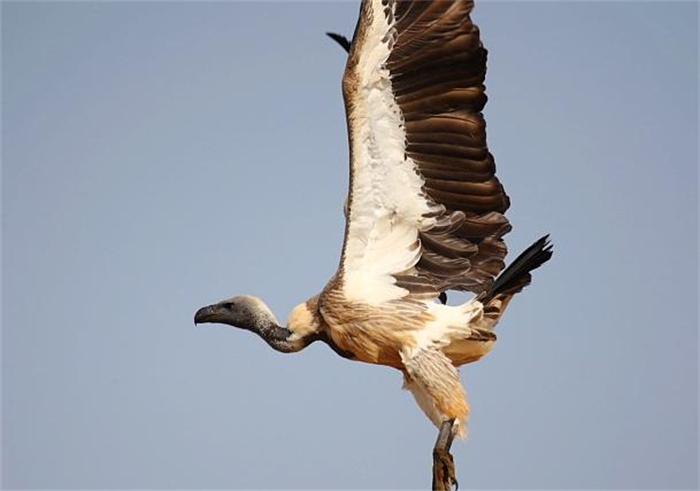 世界上飞得最高的鸟 翅膀展开两米长(黑白兀鹫)