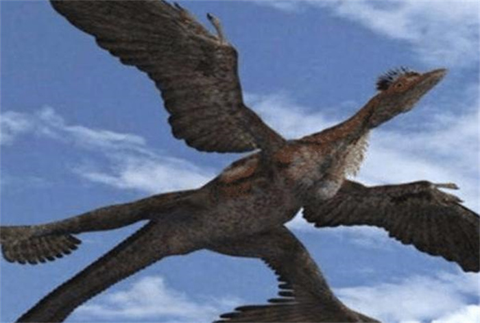 世界上翅膀最多的鸟 长了4只翅膀(四翼鸟)