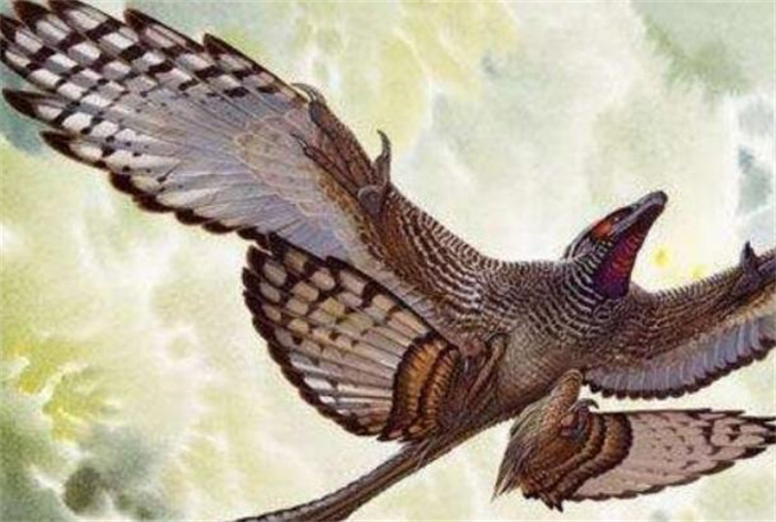 世界上翅膀最多的鸟 长了4只翅膀(四翼鸟)