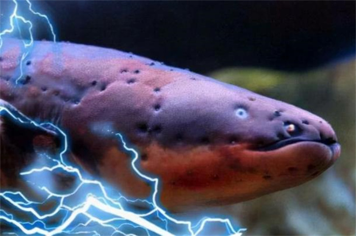 世界上放电能力最强的鱼 可释放800v电压(电鳗)